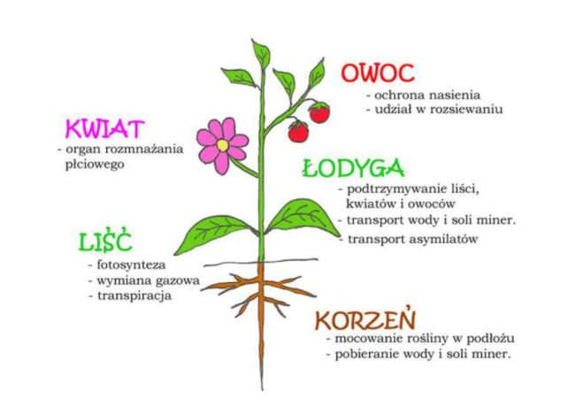 Budowa rośliny | Genially