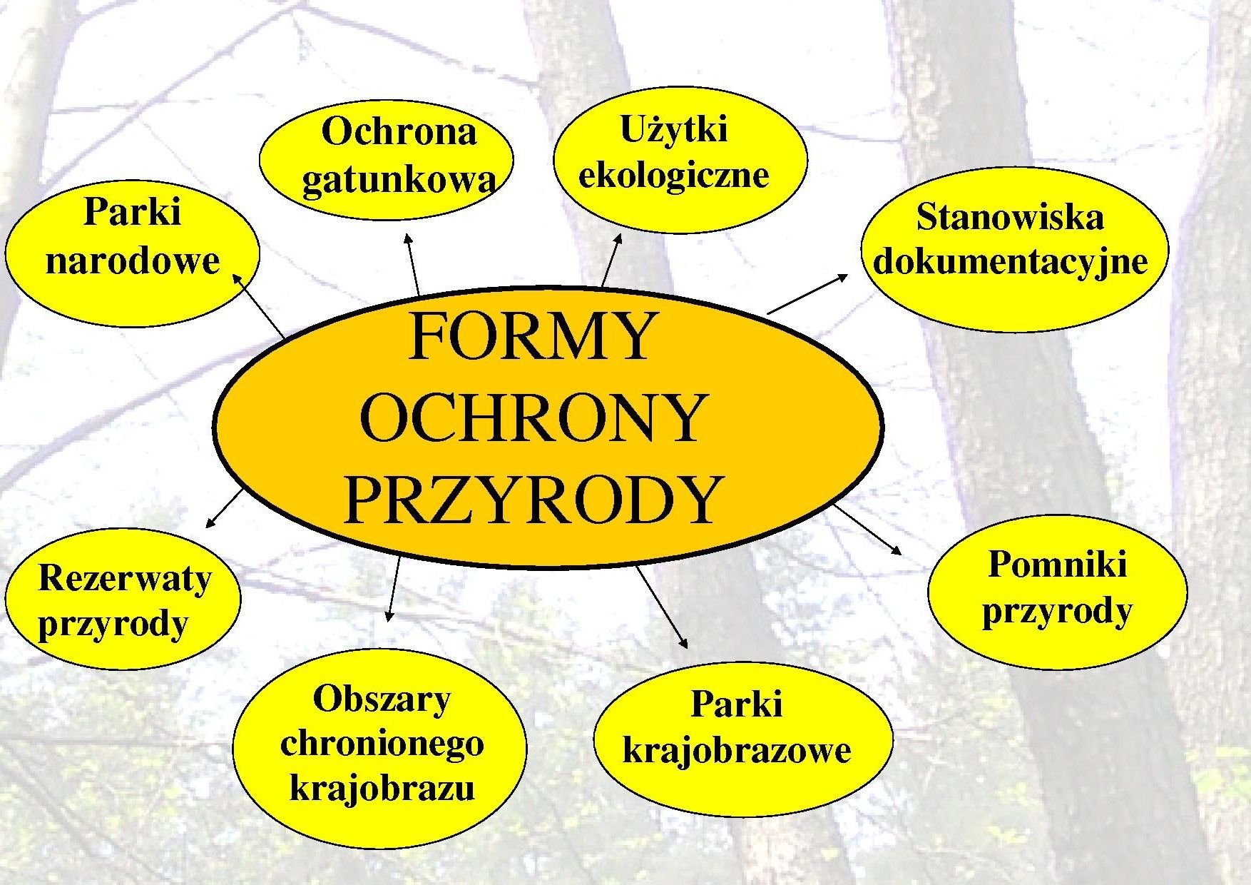 Ochrona przyrody w Polsce | Genially