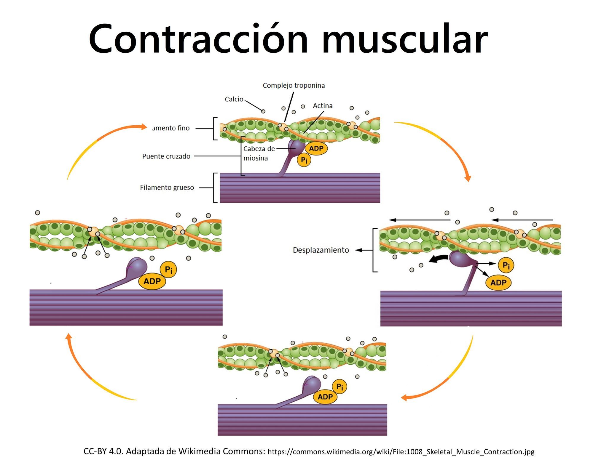 Tema 6 El citoesqueleto y la contracción muscular | Genially