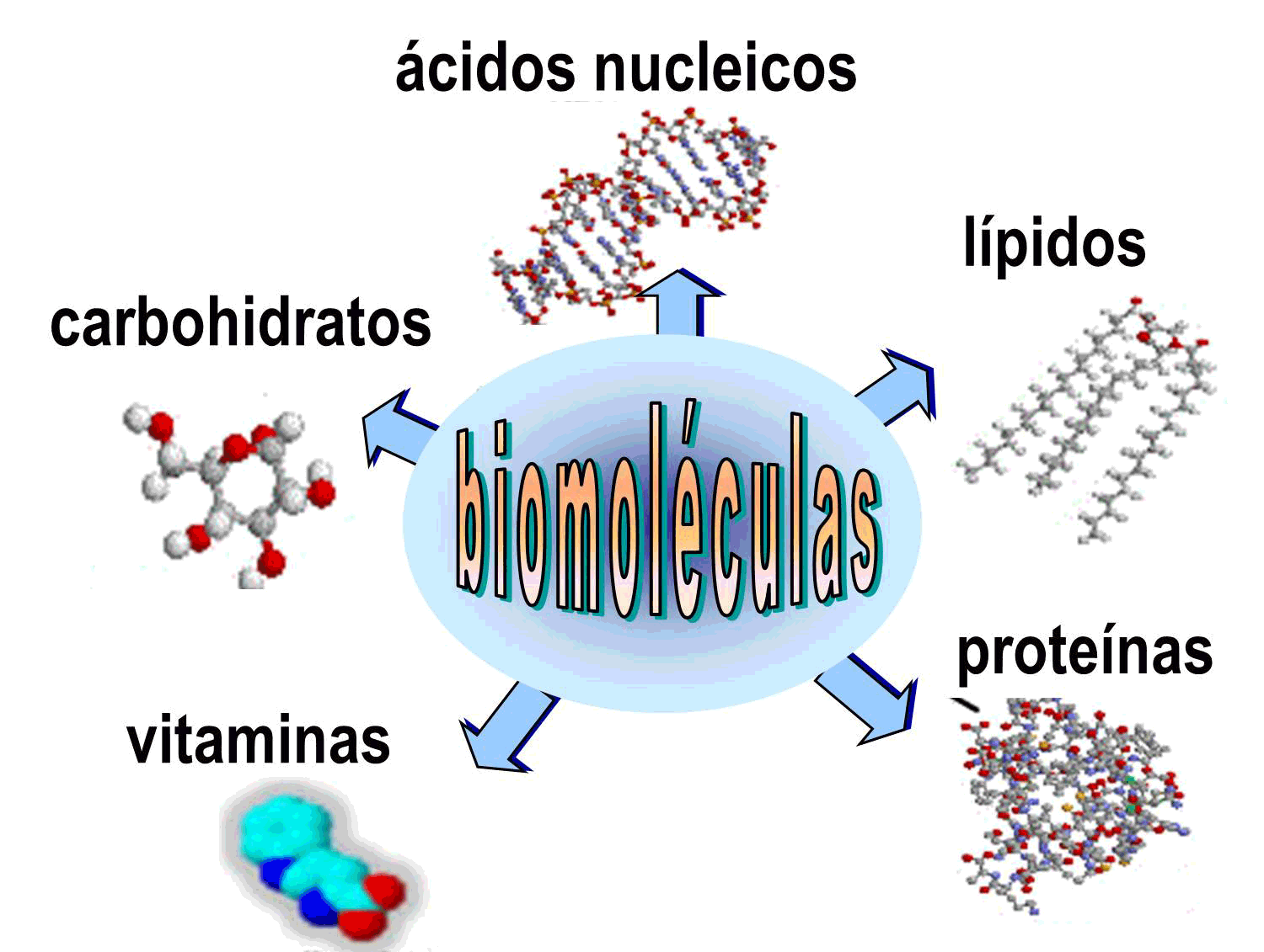 Biomoléculas | Genially