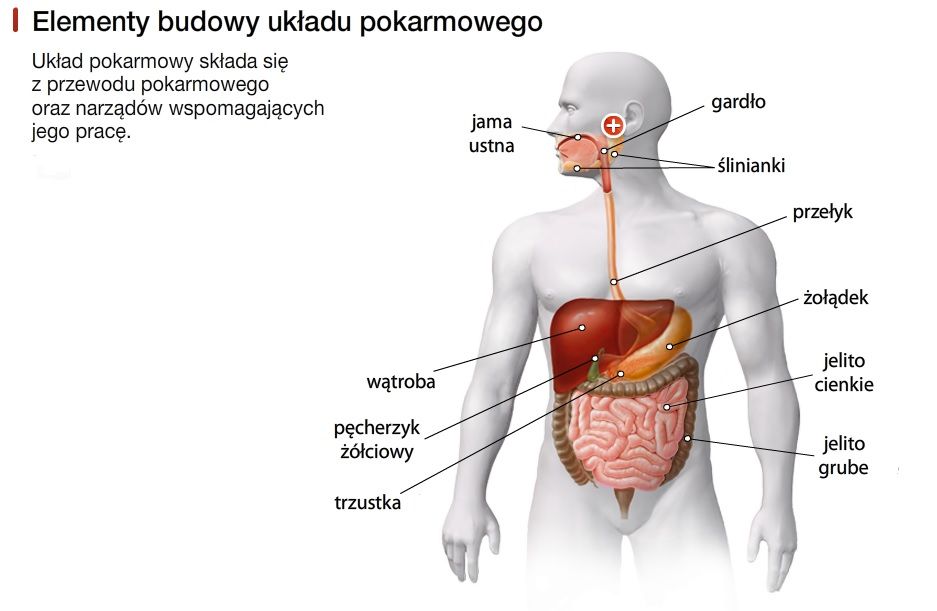 Sprawdzian Z łańcucha Pokarmowego Klasa 4 Test Budowa układu pokarmowego człowieka | Genially