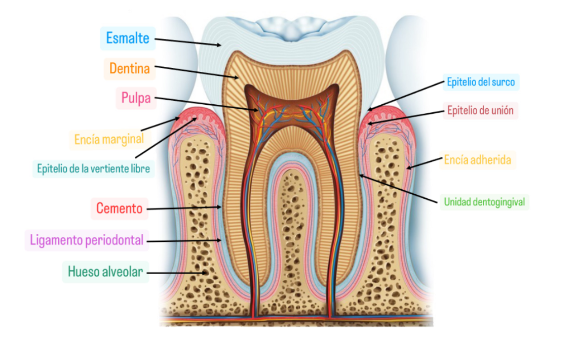 Estructuras del periodonto | Genially