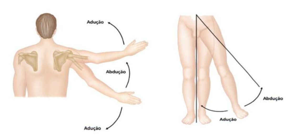 Movimento De Abducao Estudante De Fisioterapia | Características Da