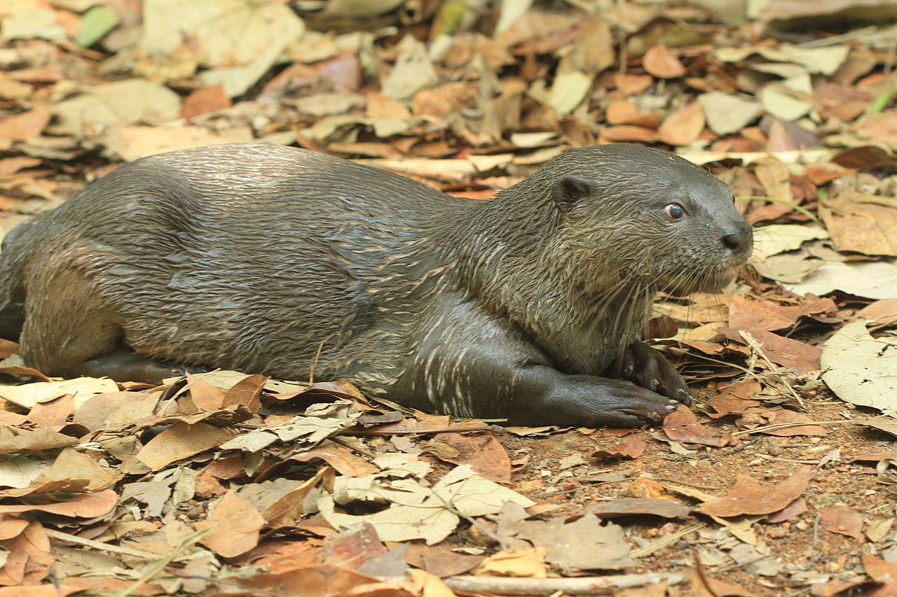 1620024874319 1280px Smooth cotted otter (1)