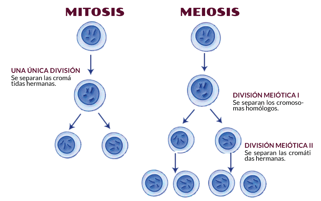 Mitosis Y Meiosis Poster Mitosis And Meiosis Diagram Cell Division mitosis-y-meiosis-poster-mitosis-and-meiosis-diagram-cell-division