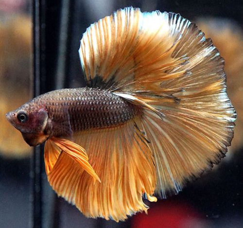 Veaha Fish GIVE Devin TO HANNAH