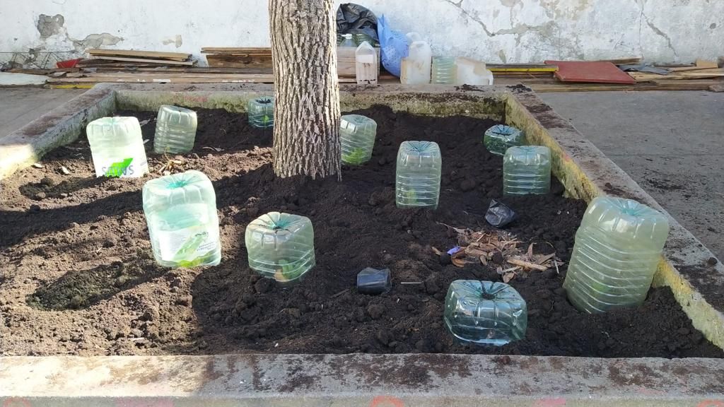 NUESTRA HUERTA | Genially