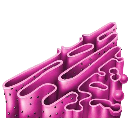 Neo Rugoso Reticulo Endoplasmatico Rugoso Em Uma Celula Vegetal