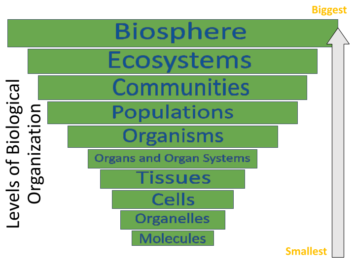 What Are The Five Levels Of Organization From Smallest To Largest