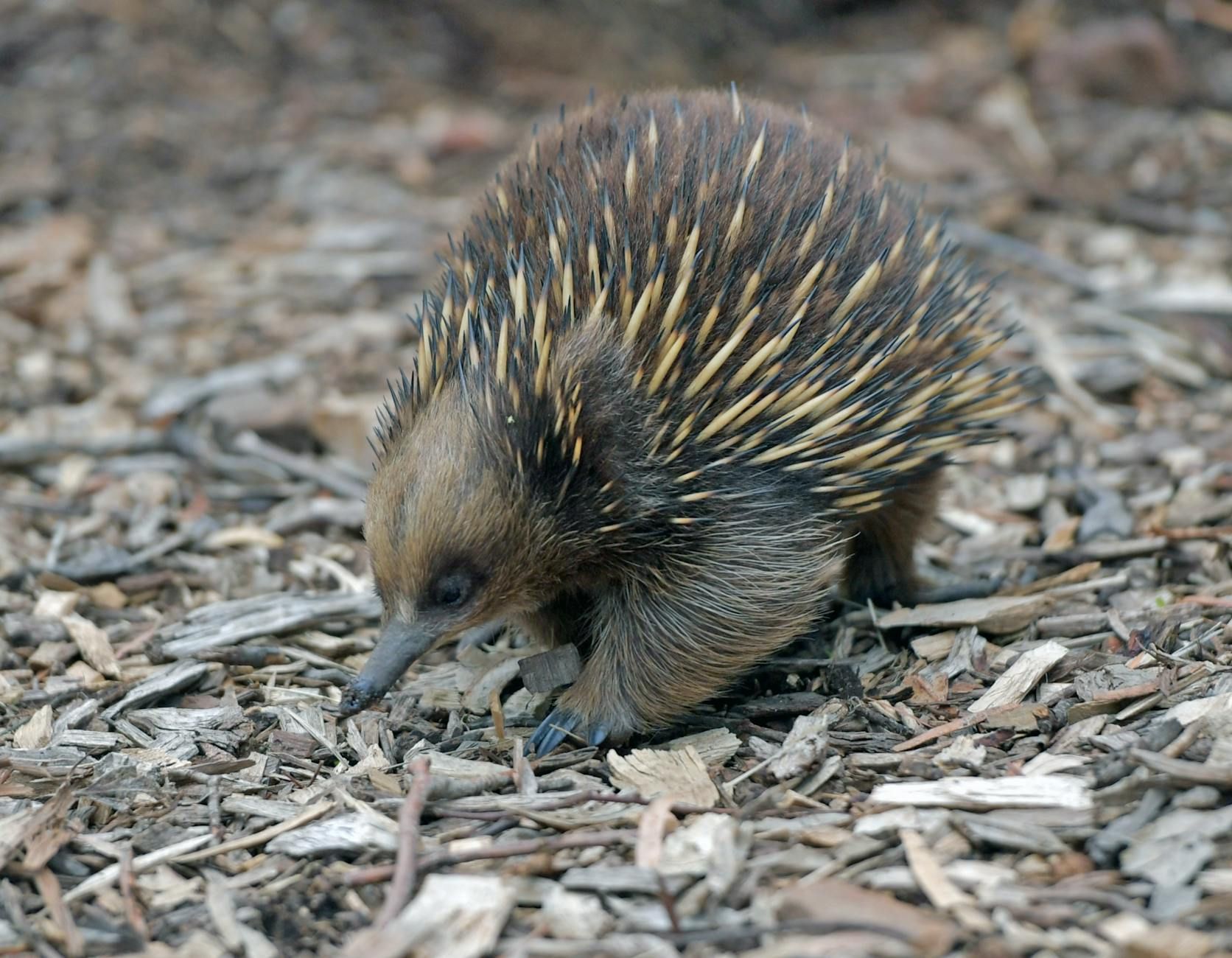 Animals with E 4 - Guess the Animal