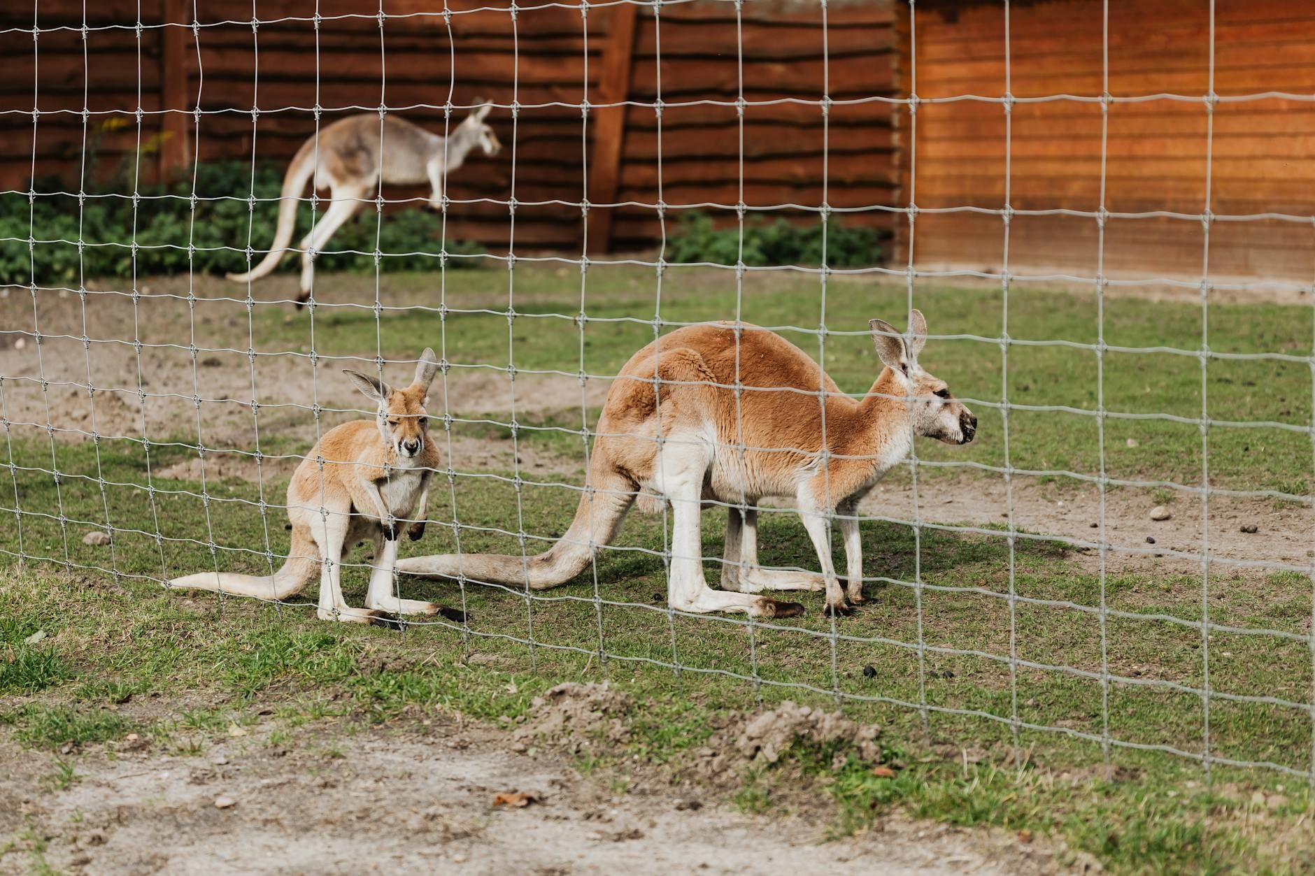 Match animals | Genially