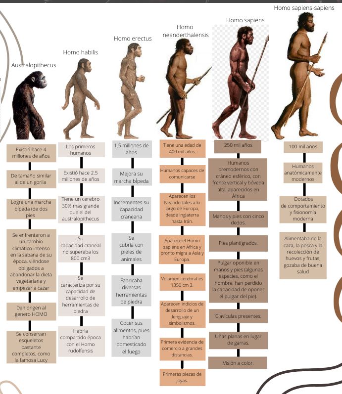 Evolucion Del Hombre LA EVOLUCIÓN DEL HOMBRE ¿Cómo Ha