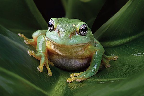 Animals unit 5 | Genially