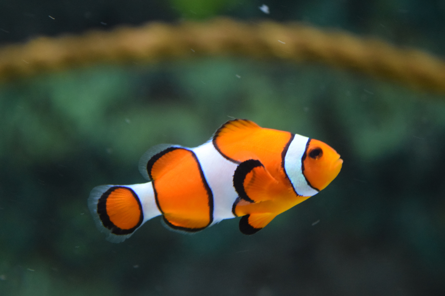 Animals unit 5 | Genially