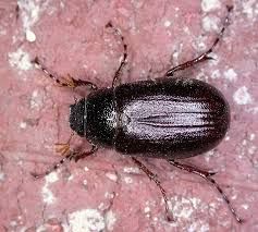 Queco Insecto ¿INSECTO O NO? | Genially